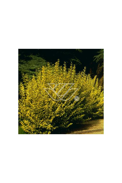 Ligustr okrągłolistny 'Aureum' Ligustrum ovalifolium