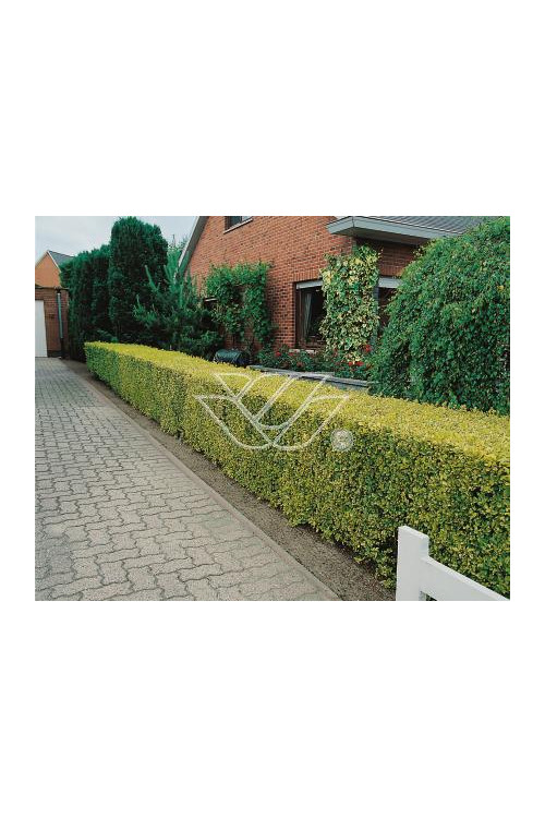 Ligustr okrągłolistny 'Aureum' Ligustrum ovalifolium