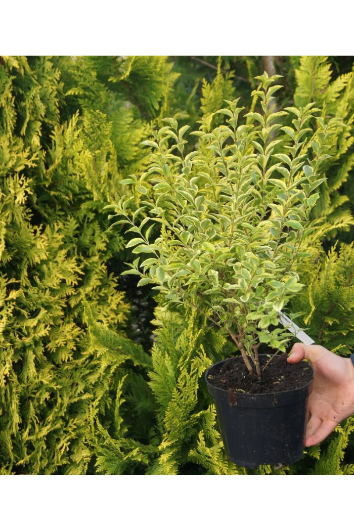 Ligustr okrągłolistny 'Aureum' Ligustrum ovalifolium