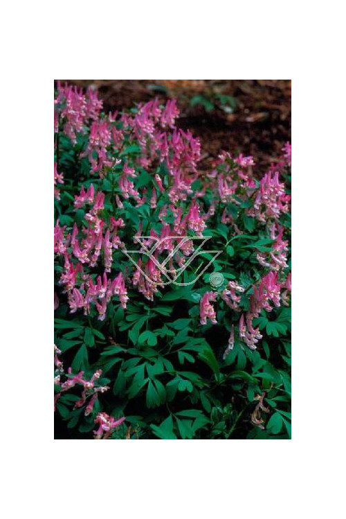 Kokorycz pełna Corydalis solida