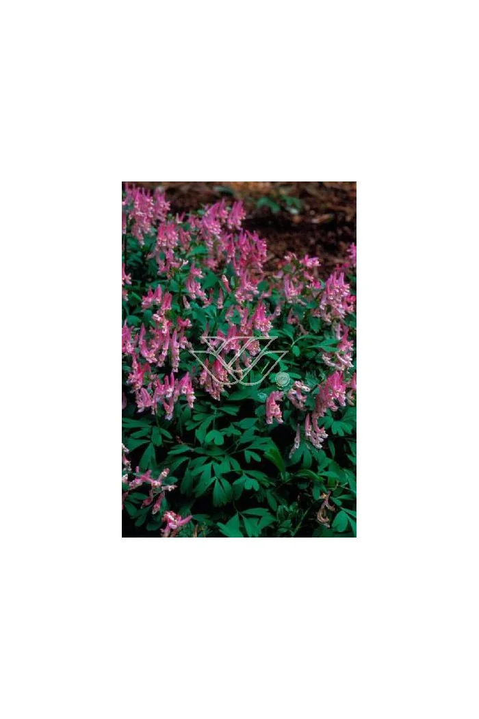 Kokorycz pełna Corydalis solida