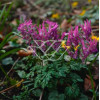 Kokorycz pełna Corydalis solida