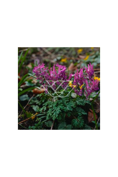 Kokorycz pełna Corydalis solida