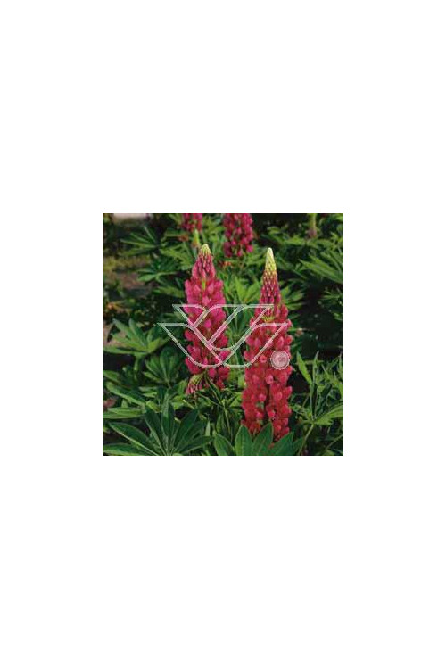 Łubin trwały 'My Castle' | Lupinus polyphyllus