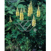 Łubin trwały 'Chandelier' Lupinus polyphyllus