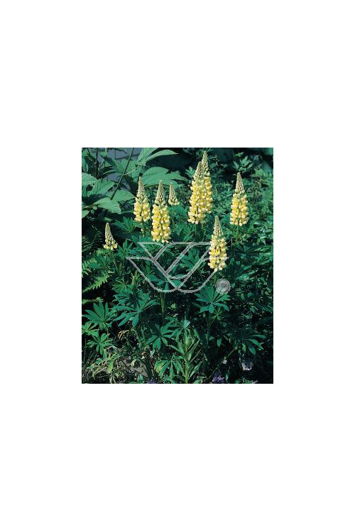 Łubin trwały 'Chandelier' Lupinus polyphyllus