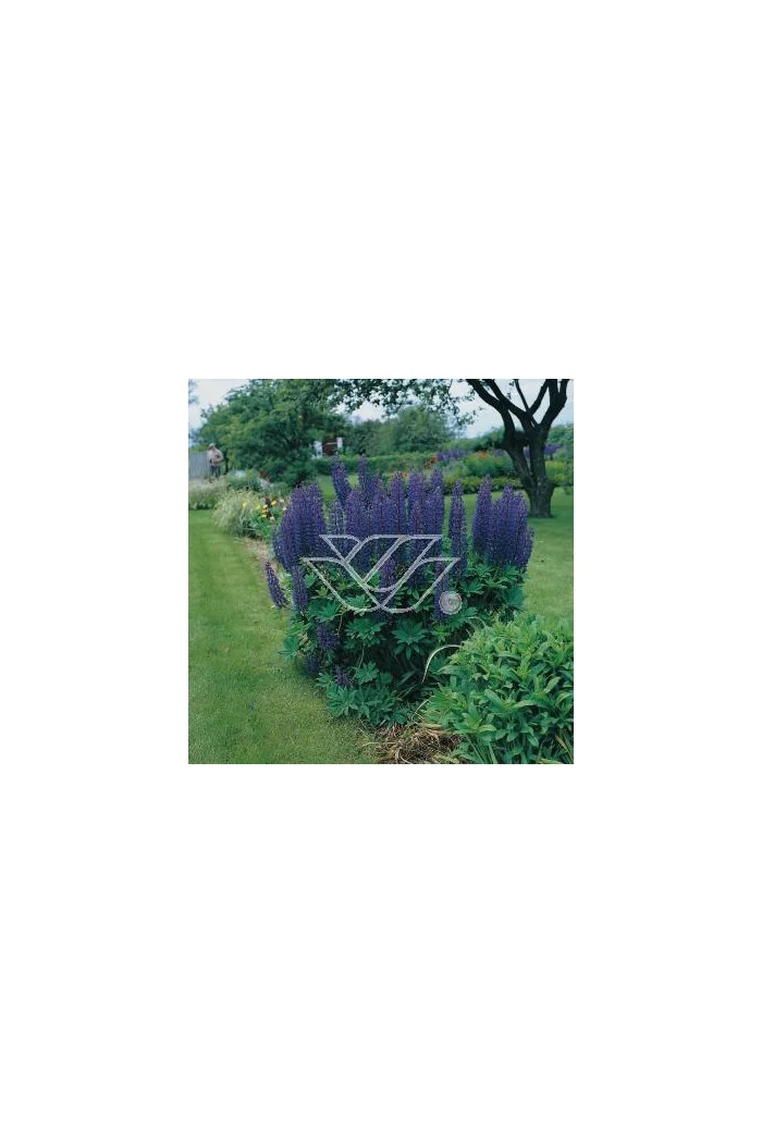 Łubin trwały 'The Governor' Lupinus polyphyllus