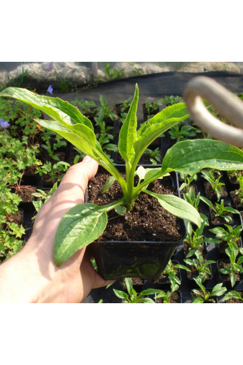 Jeżówka purpurowa 'Alba' | Echinacea purpurea