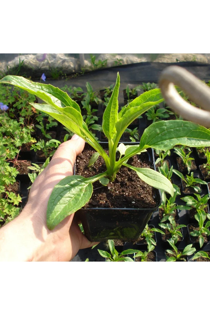 Jeżówka purpurowa 'Alba' | Echinacea purpurea