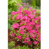 Azalia japońska 'Geisha Purple' | Azalea japonica