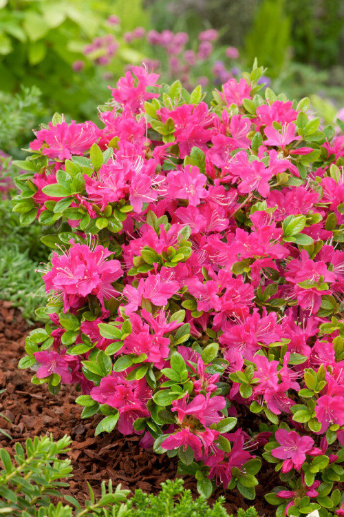 Azalia japońska 'Geisha Purple' | Azalea japonica