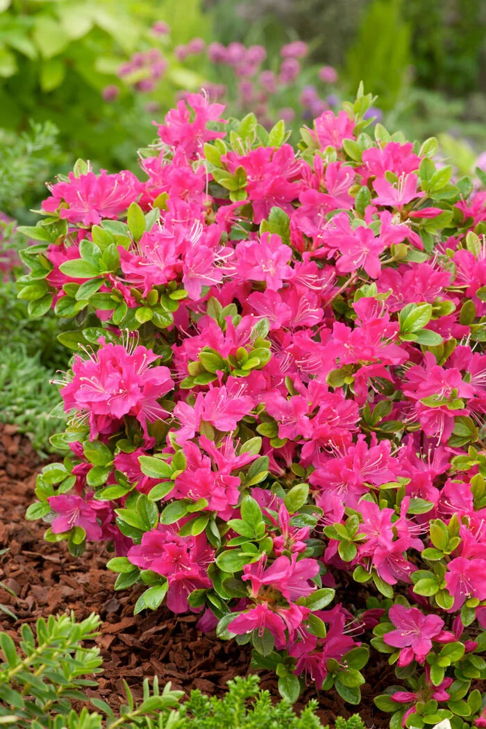 Azalia japońska 'Geisha Purple' | Azalea japonica