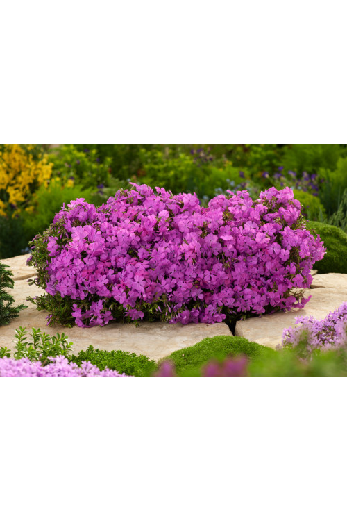 Floks szydlasty 'McDaniel's Cushion' | Phlox subulata