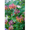 Wiciokrzew Heckrotta 'Goldflame' | Lonicera x heckrotti