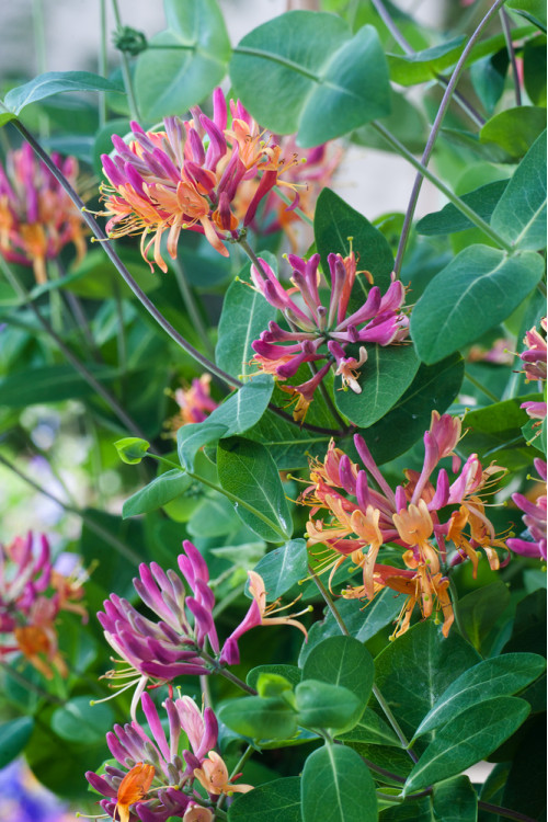 Wiciokrzew Heckrotta 'Goldflame' | Lonicera x heckrotti