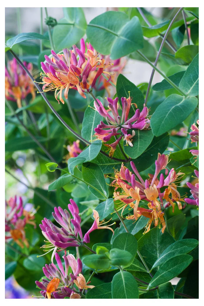 Wiciokrzew Heckrotta 'Goldflame' | Lonicera x heckrotti