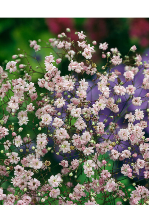 Gipsówka wiechowata 'Flamingo' | Gypsophila paniculata