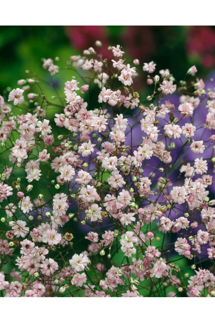 Gipsówka wiechowata 'Flamingo' | Gypsophila paniculata
