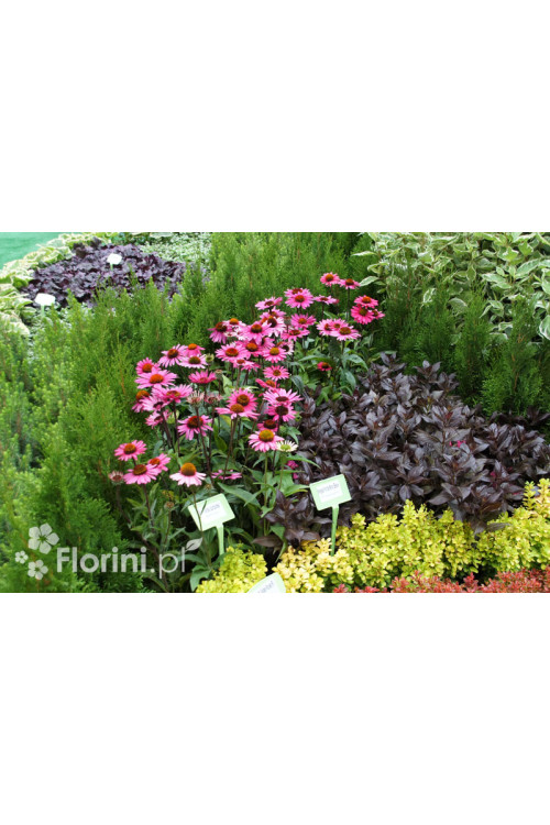 Jeżówka purpurowa 'Magnus' | Echinacea purpurea
