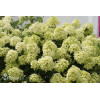 Hortensja bukietowa 'Pinkachu' | Hydrangea panniculata