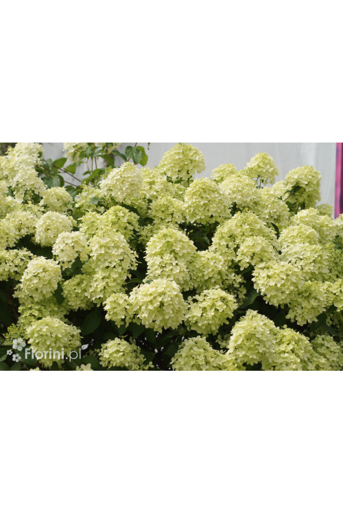 Hortensja bukietowa 'Pinkachu' | Hydrangea panniculata