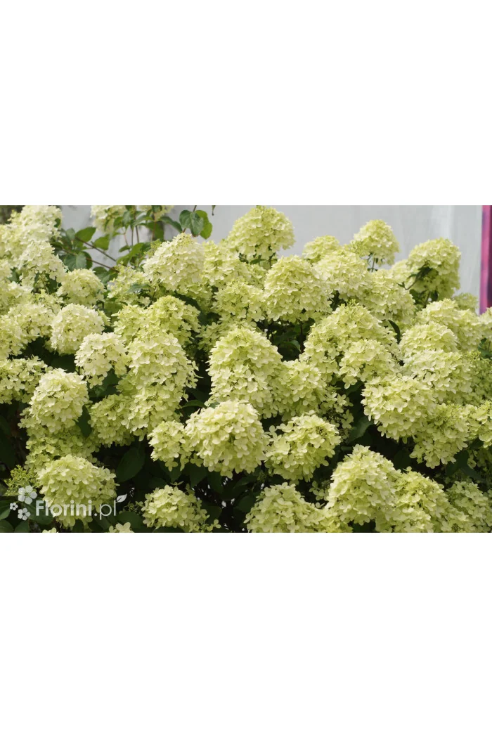 Hortensja bukietowa 'Pinkachu' | Hydrangea panniculata