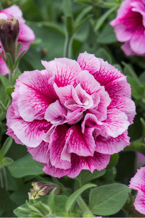 Petunia 'Tumbelina Francesca' | Petunia x hybrida