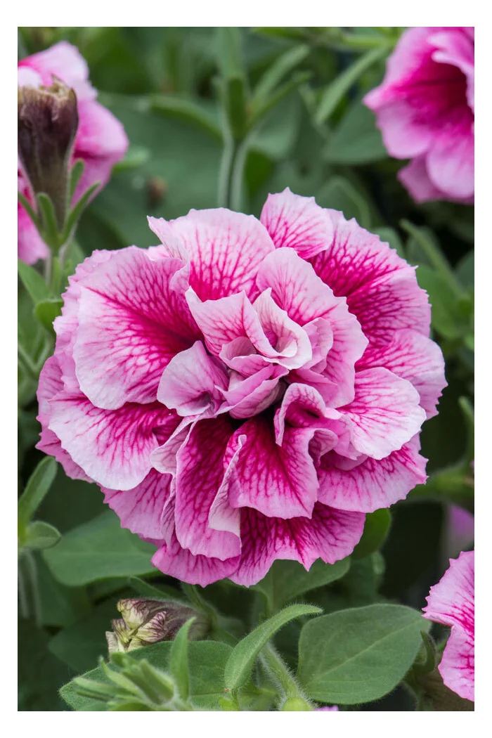 Petunia 'Tumbelina Francesca' | Petunia x hybrida