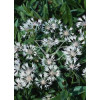 Chaber górski 'Alba' Centaurea montana