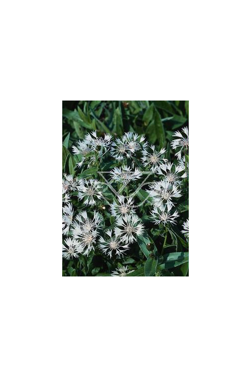 Chaber górski 'Alba' Centaurea montana