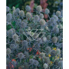 Mikołajek płaskolistny 'Blaukappe' Eryngium planum