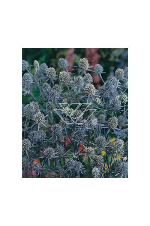 Mikołajek płaskolistny 'Blaukappe' Eryngium planum