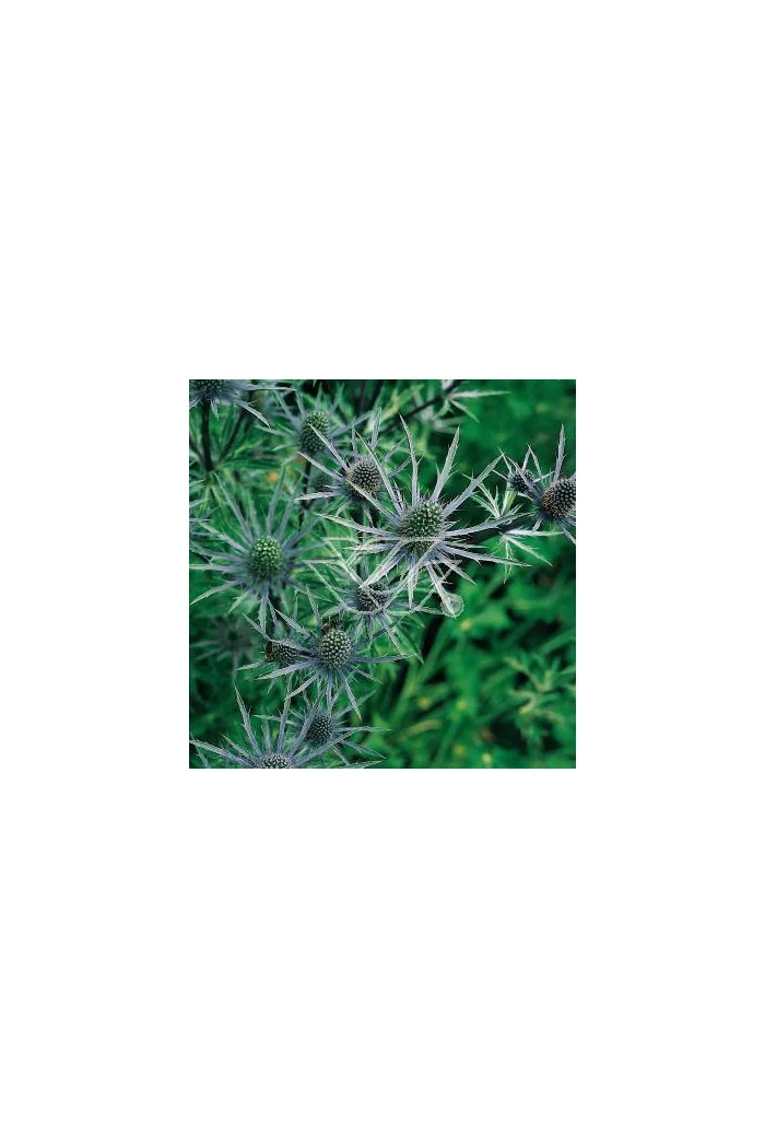 Mikołajek płaskolistny 'Blaukappe' Eryngium planum