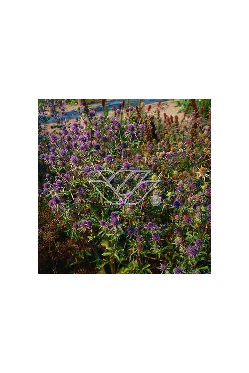 Mikołajek płaskolistny 'Blaukappe' Eryngium planum