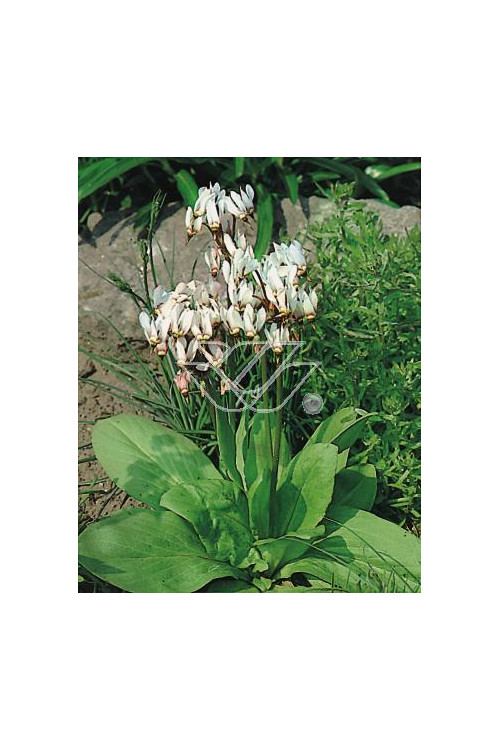 Bożykwiat Meada 'Alba' Dodecatheon meadia