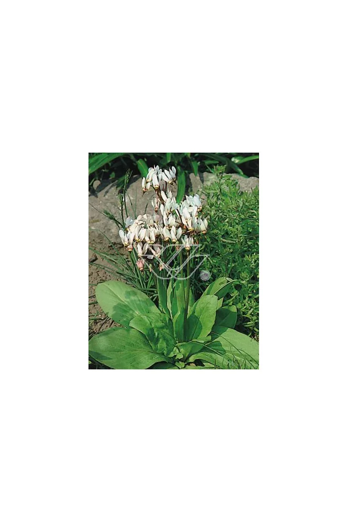 Bożykwiat Meada 'Alba' Dodecatheon meadia