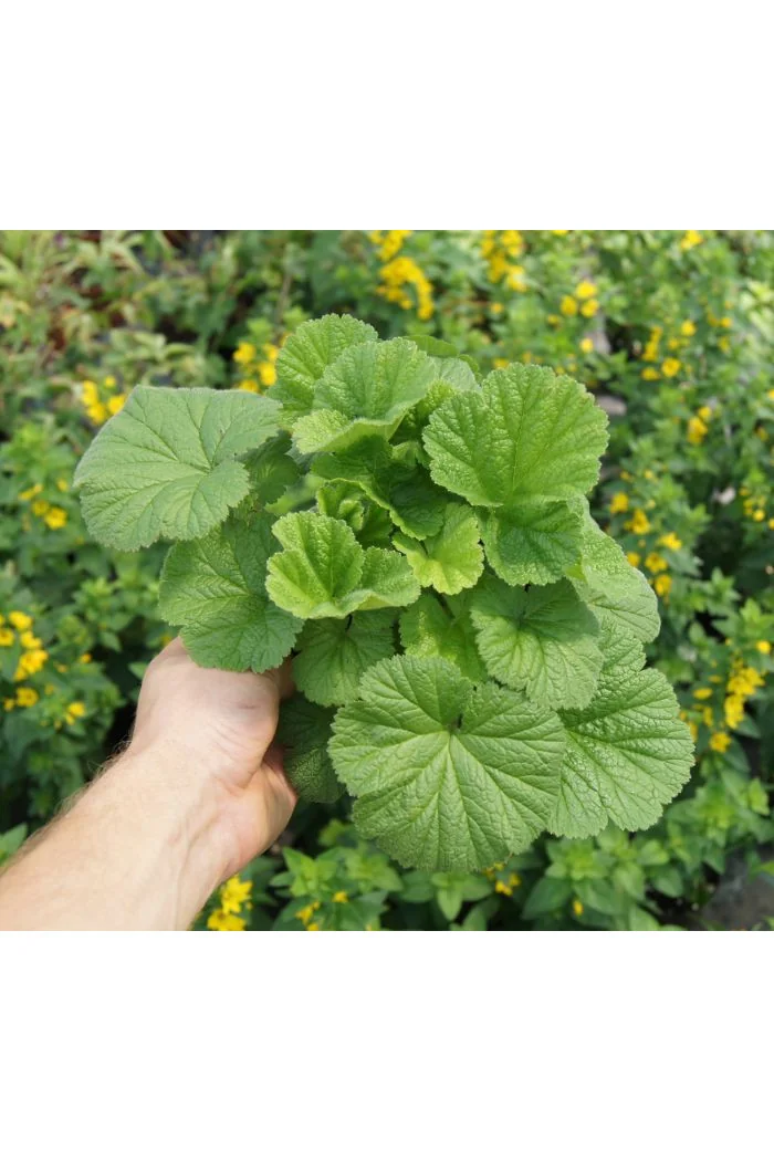 Kuklik szkarłatny 'Goldball' | Geum coccineum