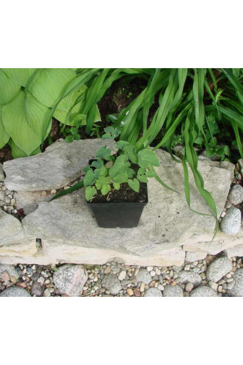 Epimedium czerwone | Epimedium rubrum