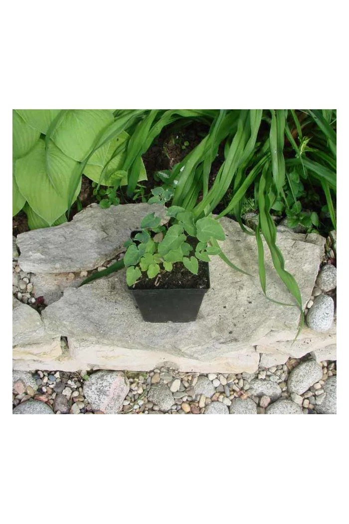 Epimedium czerwone | Epimedium rubrum