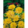 Nachyłek wielkokwiatowy Coreopsis grandiflora