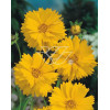 Nachyłek wielkokwiatowy Coreopsis grandiflora