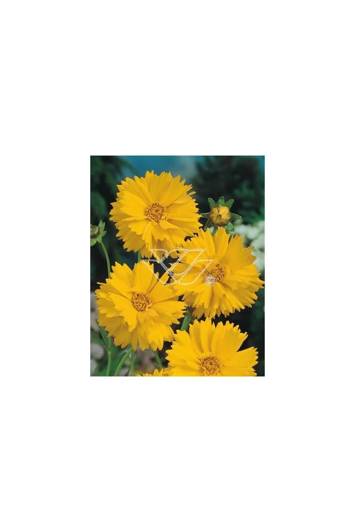 Nachyłek wielkokwiatowy Coreopsis grandiflora