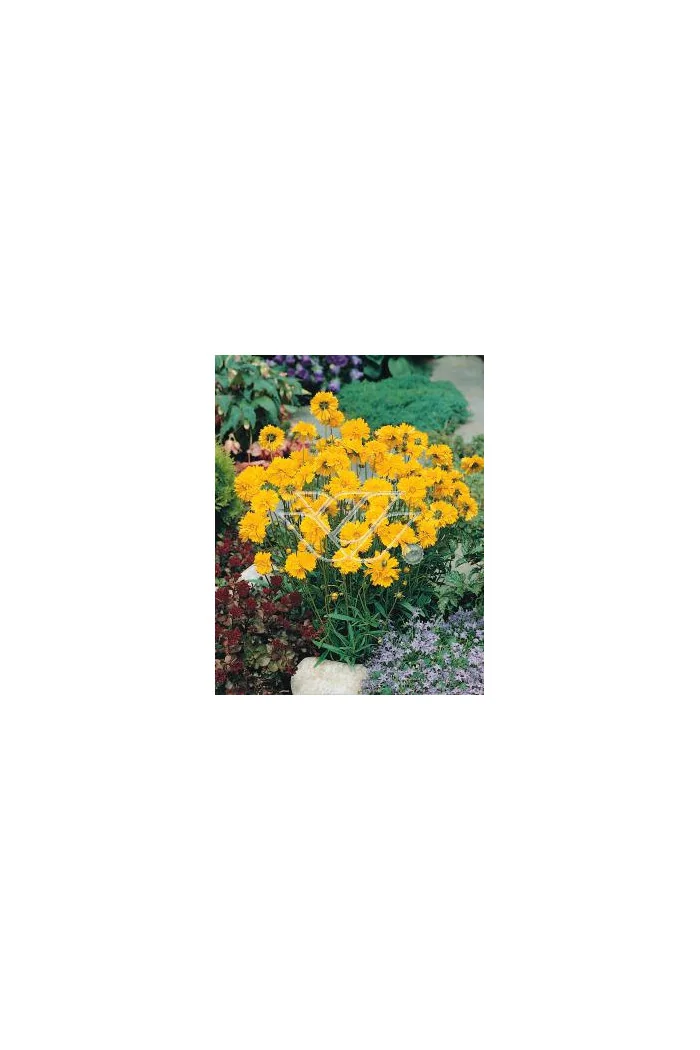 Nachyłek wielkokwiatowy Coreopsis grandiflora