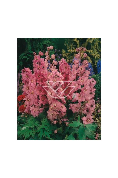 Ostróżka ogrodowa 'Astolat' Delphinium