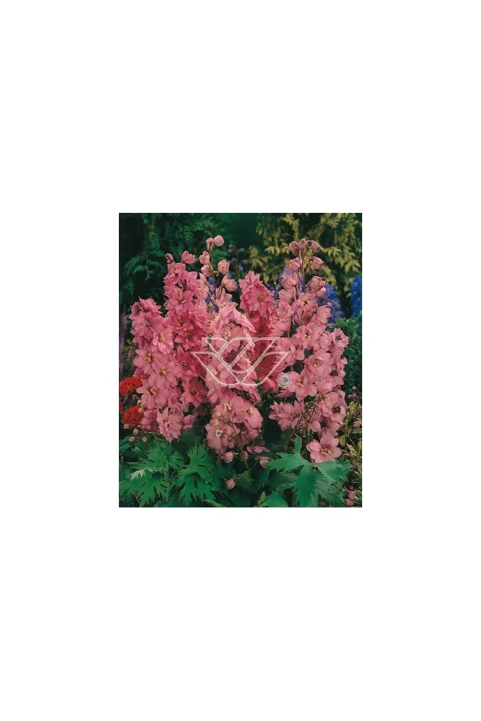 Ostróżka ogrodowa 'Astolat' Delphinium