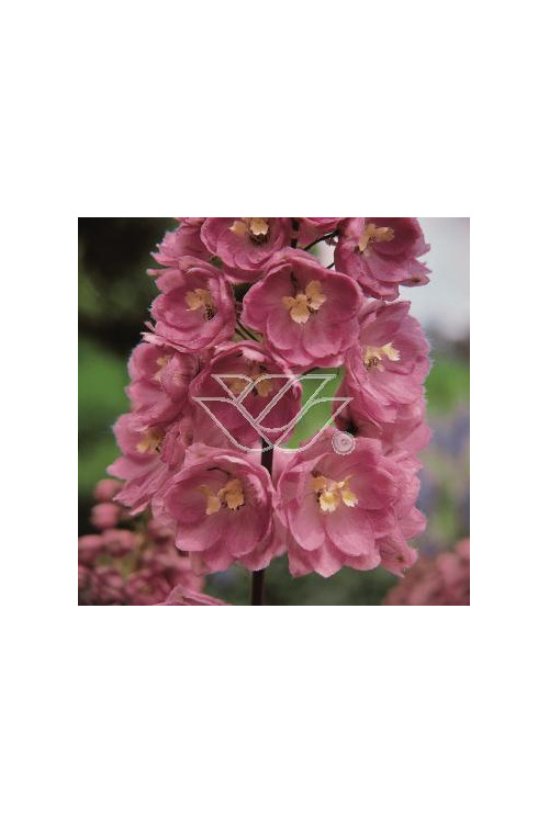 Ostróżka ogrodowa 'Astolat' Delphinium