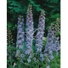 Ostróżka ogrodowa 'Summer Skies' Delphinium