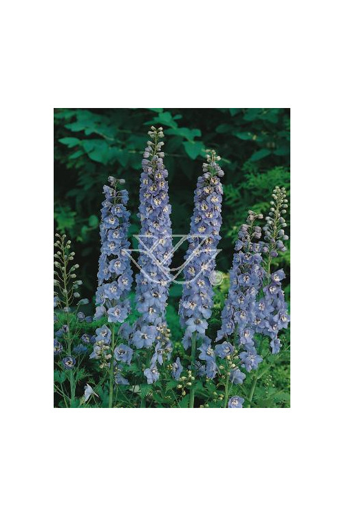 Ostróżka ogrodowa 'Summer Skies' Delphinium