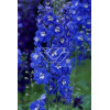 Ostróżka ogrodowa 'Summer Skies' Delphinium