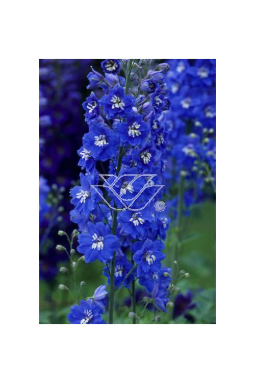 Ostróżka ogrodowa 'Summer Skies' Delphinium